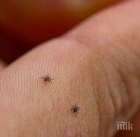 ВНИМАНИЕ: Усложненията след ухапване от кърлеж може да се проявят до месец ВНИМАНИЕ: Усложненията след ухапване от кърлеж може да се проявят до месец