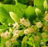 Без бране на липов цвят в Търговище