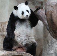 Панда беглец се измъкна от клетката си и се поразходи из датски зоопарк