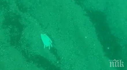 пандемията застигна океаните водите плуват ръкавици маски видео