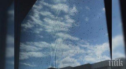 рояци мушички подлудиха бургас спасение трета седмица