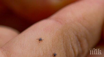 кърлежи нападнаха деца трън лекари хванаха главите