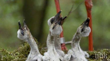 спасиха пострадали щъркелчета