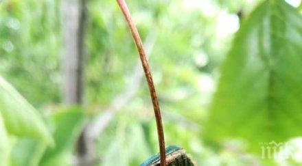 златки оглозгаха черешите