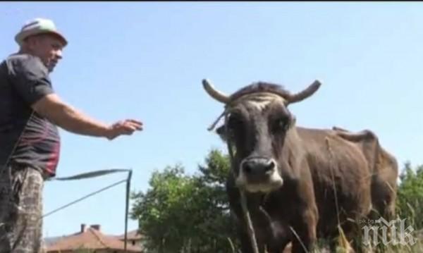 Прочутата крава Пенка остава без дом