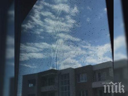 Рояци насекоми могат да наелектризират въздуха колкото гръмотевична буря