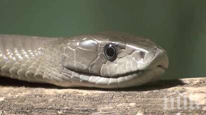 Черна мамба ухапа лекар от Хасково