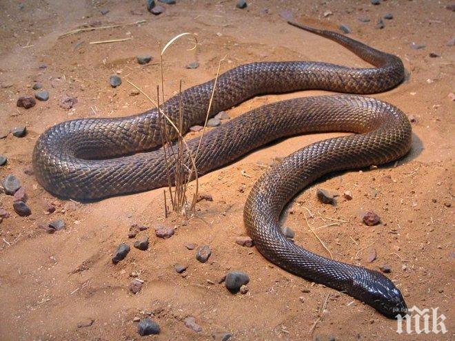 Уловиха змия в детска градина в Кърджали