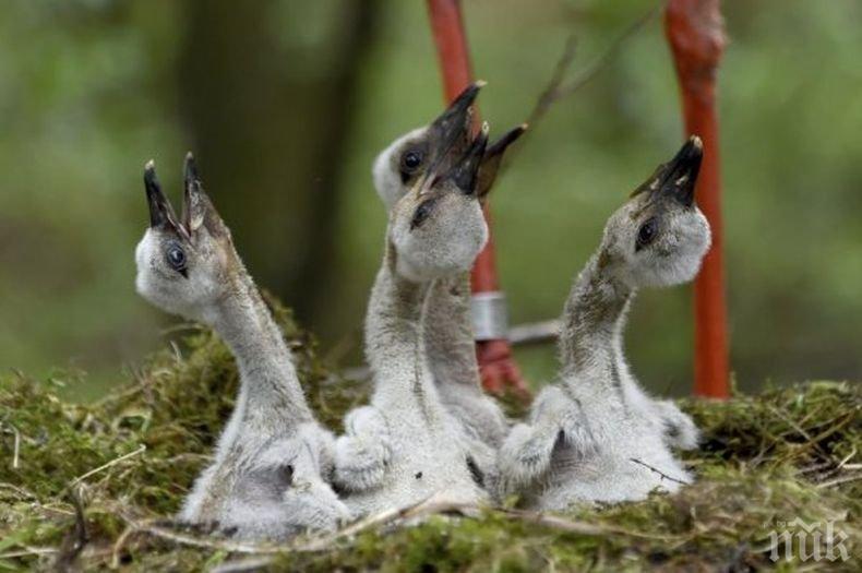 Спасиха пострадали щъркелчета