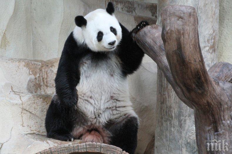 Панда беглец се измъкна от клетката си и се поразходи из датски зоопарк