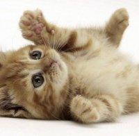 Прокуратурата погна пенсионери, удряли и убили котката си в София