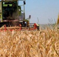 Стопани очакват 50 процента по-ниски добиви на зърно