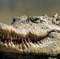 Крокодил погълна дрон (ВИДЕО)