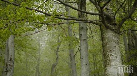 уникум учени произведоха електричество растения