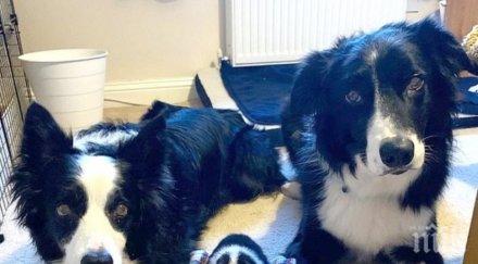 уникум морско свинче взе куче