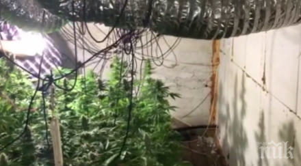 баща разследващ полицай собственик наркооранжерията враца