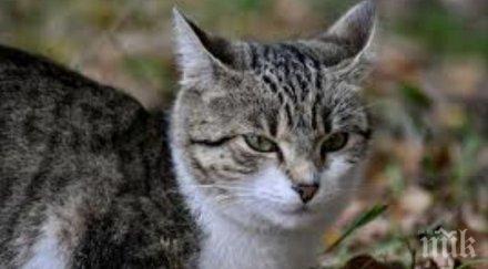 повдигнаха обвинения пенсионерите убили котката софия