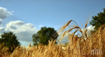 започна жътвата ечемика ямболско