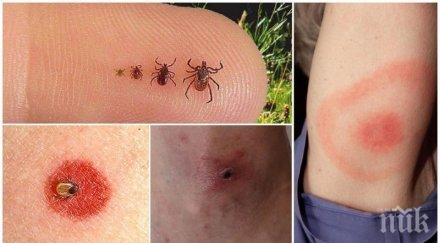 бум ухапаните кърлежи пловдив