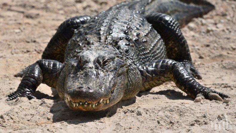 Откриха останките на изчезнала жена в челюстите на огромен алигатор