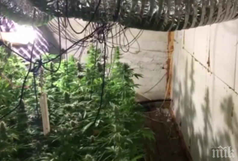 Баща на разследващ полицай собственик на наркооранжерията във Враца 