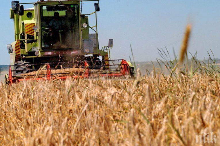 Стопани очакват 50 процента по-ниски добиви на зърно