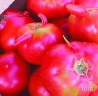 Производител: Търговците спекулират с цените на доматите