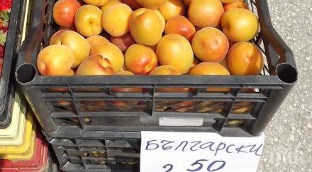 започна брането кайсиите силистренско