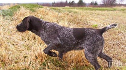 пазарджик задържаха двама кражба ловно куче