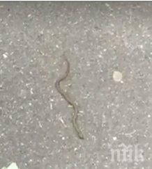 заснеха змия южния парк