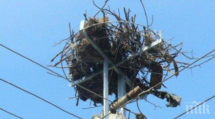 ток уби щъркелчета гнездото