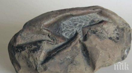 откриха мистериозно яйце милиона години
