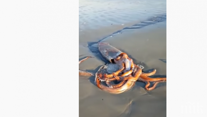 Морето изхвърли 200-килограмов калмар