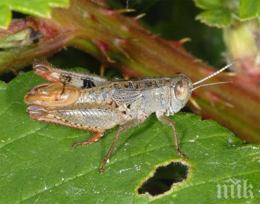 Приключиха теренните проучвания на безгръбначните видове в България