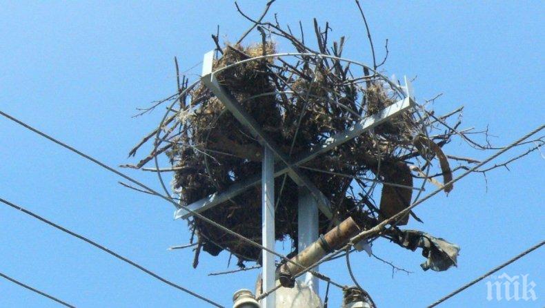 Ток уби 4 щъркелчета в гнездото им