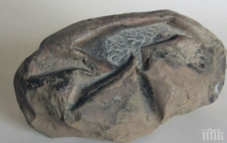 Откриха мистериозно яйце на 68 милиона години