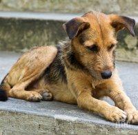 По 100 лева за всеки, осиновил бездомно куче в Каварна