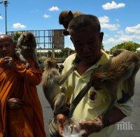 В Тайланд започнаха стерилизация на маймуни, тероризиращи туристически град