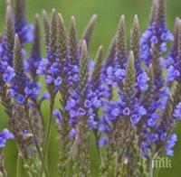 Наричат я свещената билка, защото стимулира и успокоява едновременно