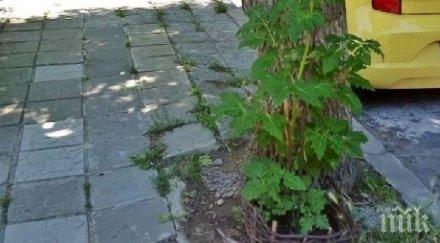 куриоз варненец засади домати улицата
