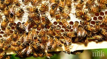 върховна прокуратура заема опазването пчелите