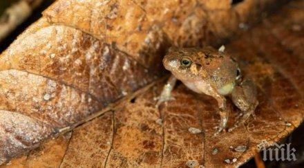 учени откриха уникална диамантена жаба