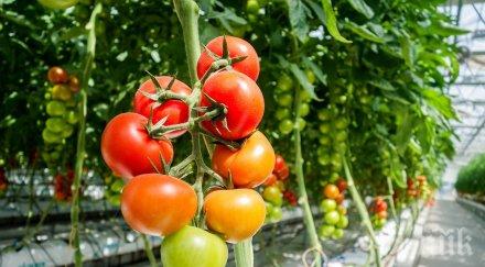 учени създадоха специална система ускорява растежа растенията парниците