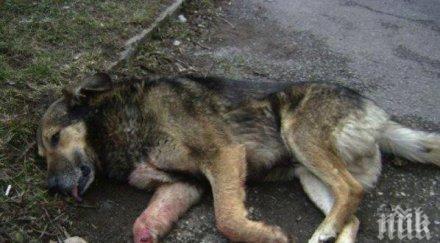 жестока жена отрови кучето съседка