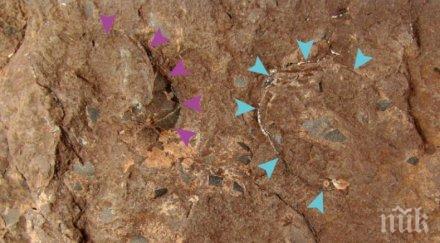 откриха миниатюрно яйце динозавър