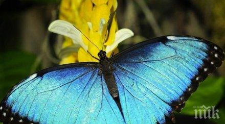 пеперуди отдават разврат пиянство време дневния живот