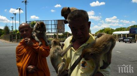 тайланд започнаха стерилизация маймуни тероризиращи туристически град