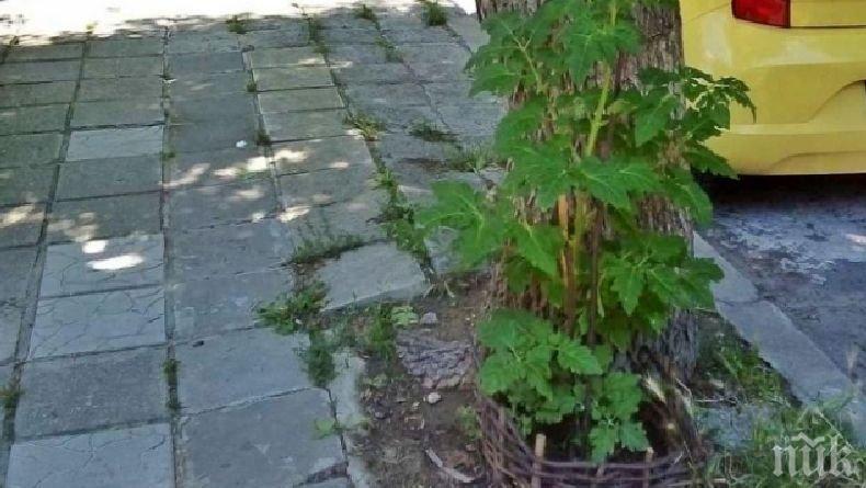 КУРИОЗ! Варненец си засади домати на улицата