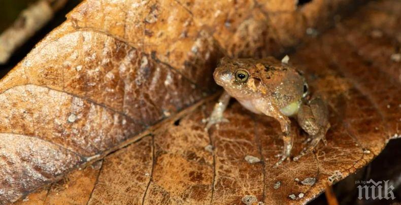 Учени откриха уникална диамантена жаба 