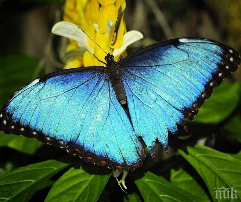 Пеперуди се отдават на разврат и пиянство по време на 10-дневния си живот

 